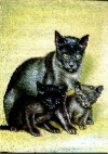 [Katze]