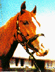 [Horse]
